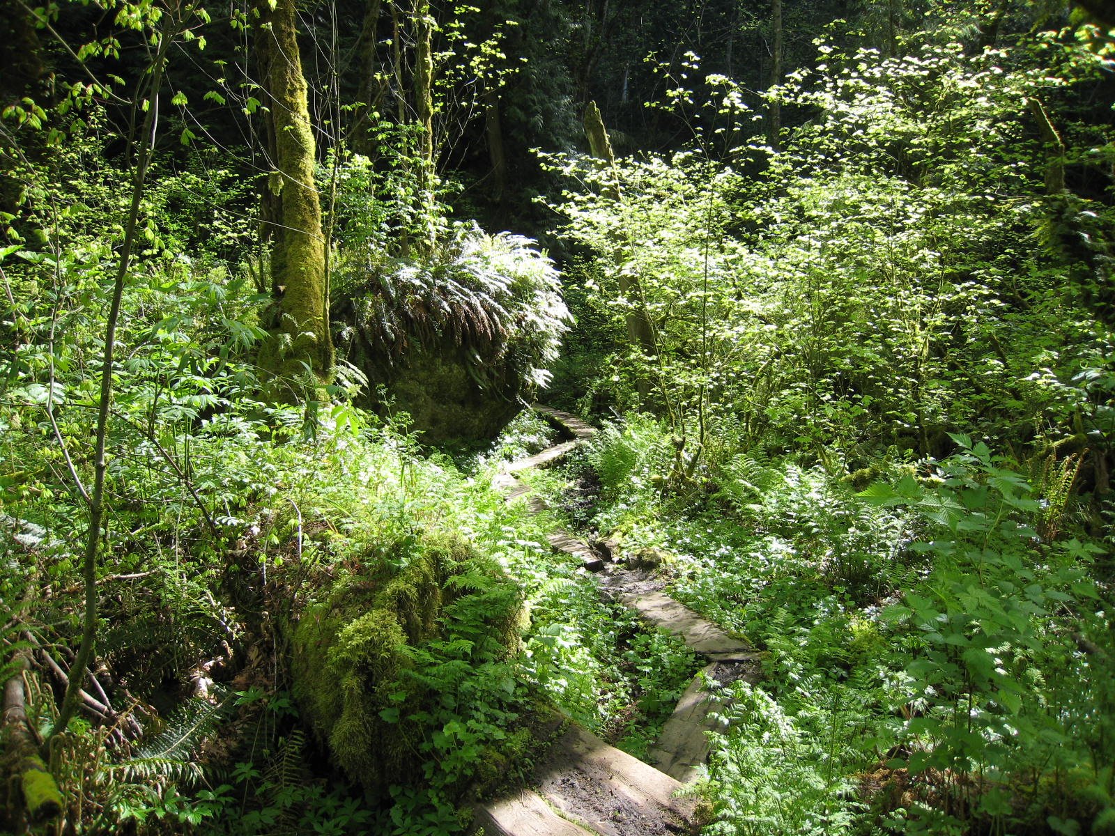 [Wilderness+Creek+Hike+May2008+32.JPG]