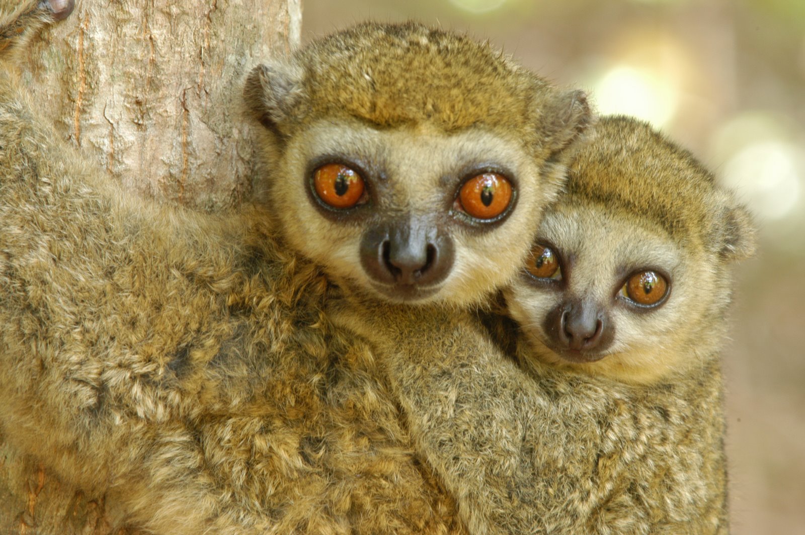 [madagascar-lemur1.jpg]