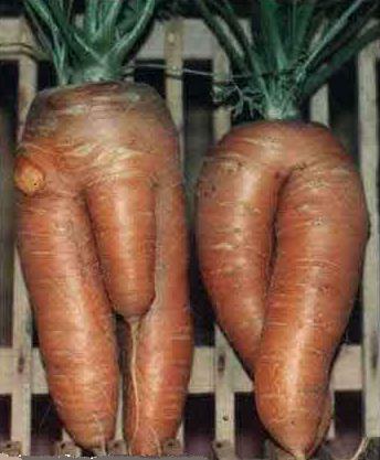 [carrots.jpg]
