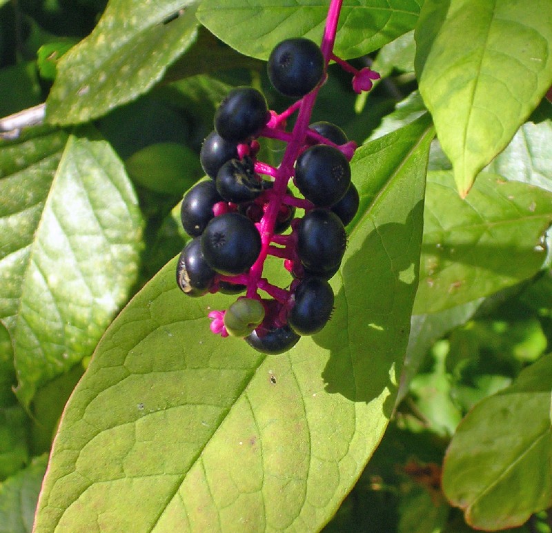 [berries.JPG]