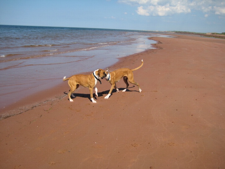 [19d-dogs+on+beach.JPG]