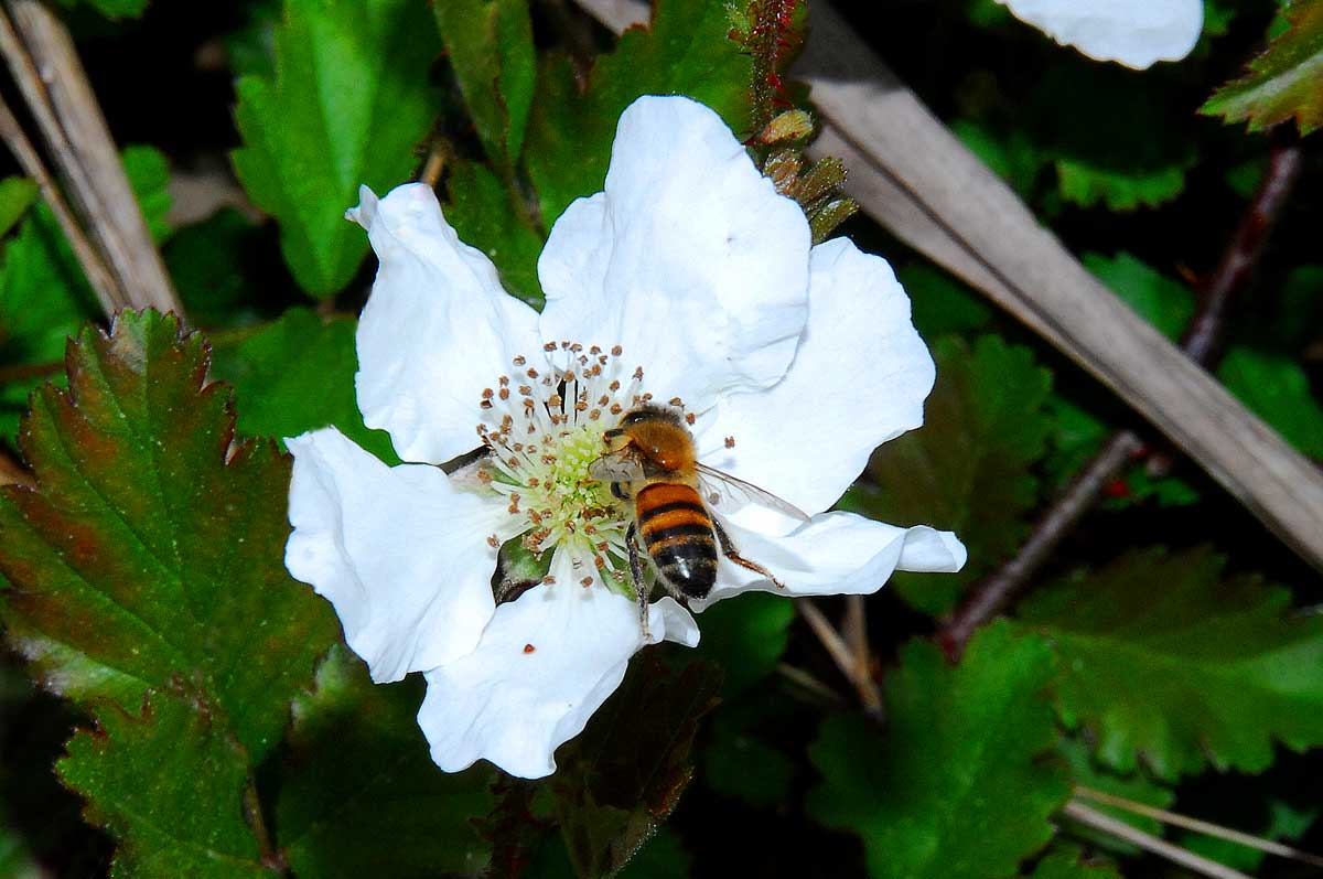 [Honeybee-on-berry-blossom.jpg]