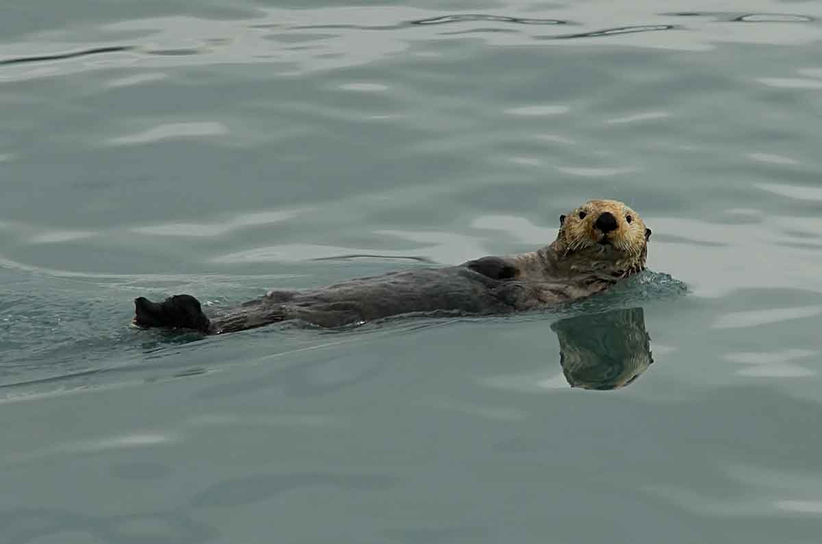 [Sea-Otter.jpg]