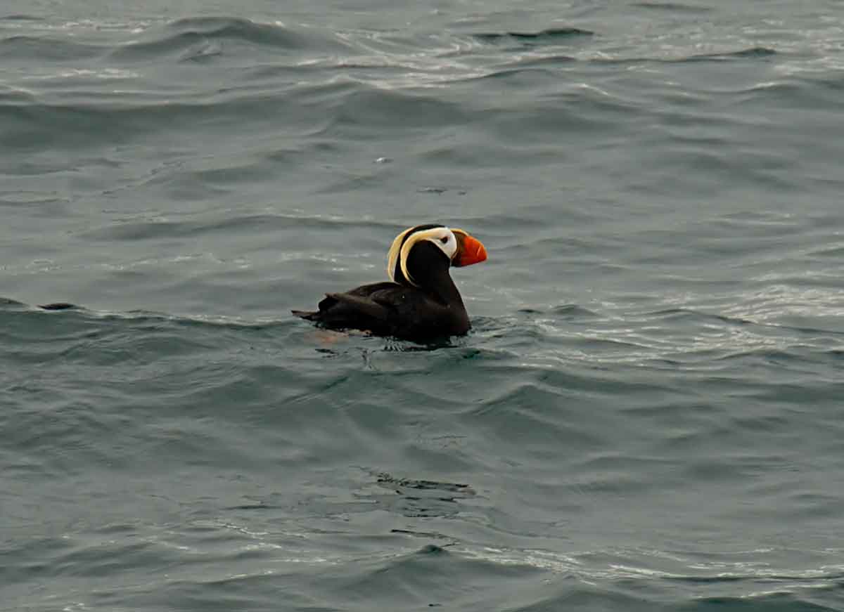 [Tufted-Puffin.jpg]
