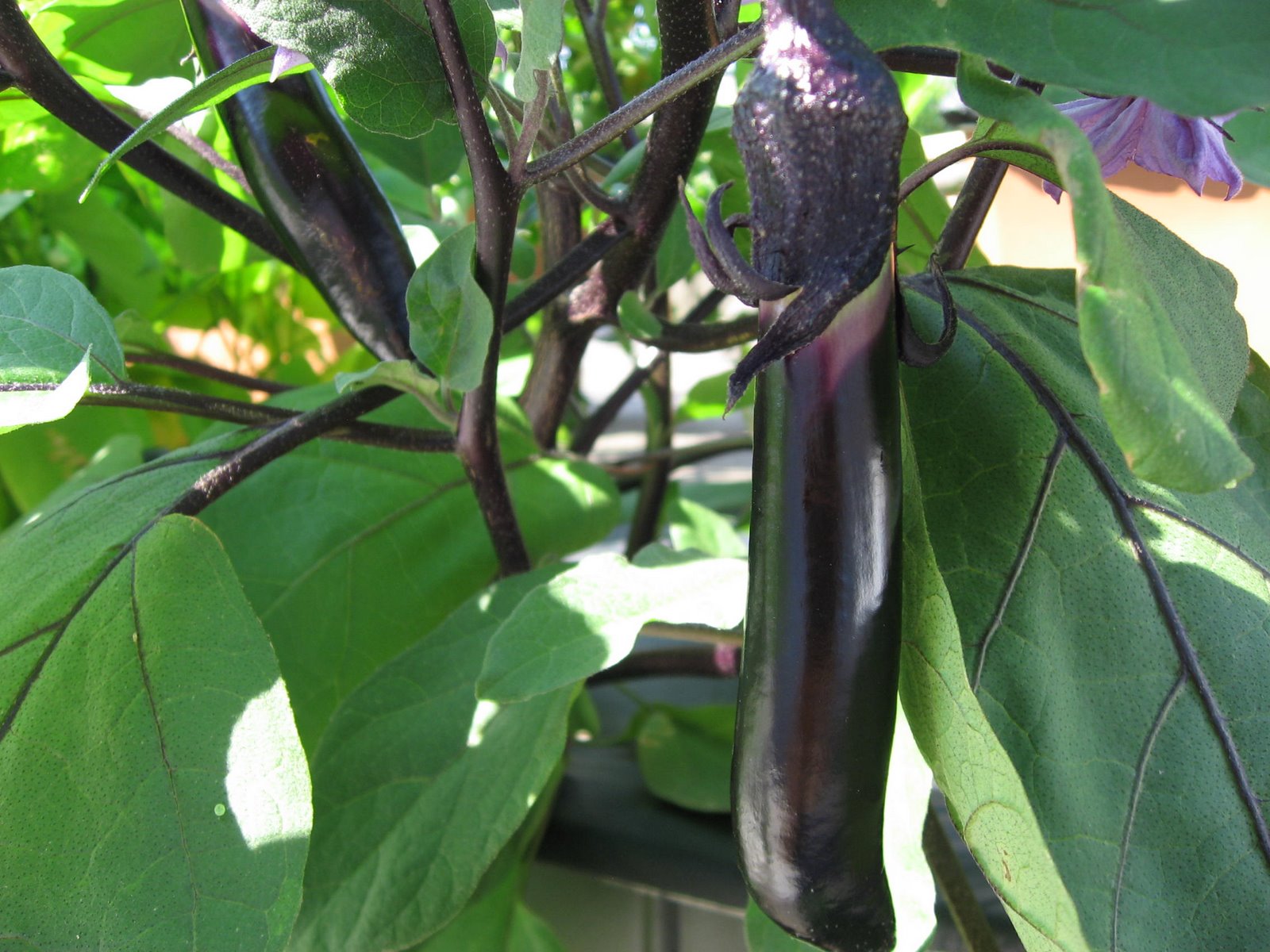 [eggplant.JPG]