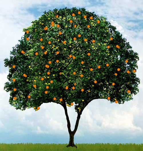 [orange_tree500.bmp]