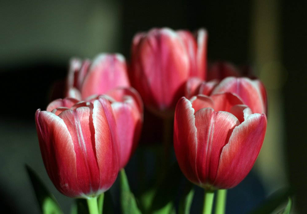 [original+tulips.jpg]