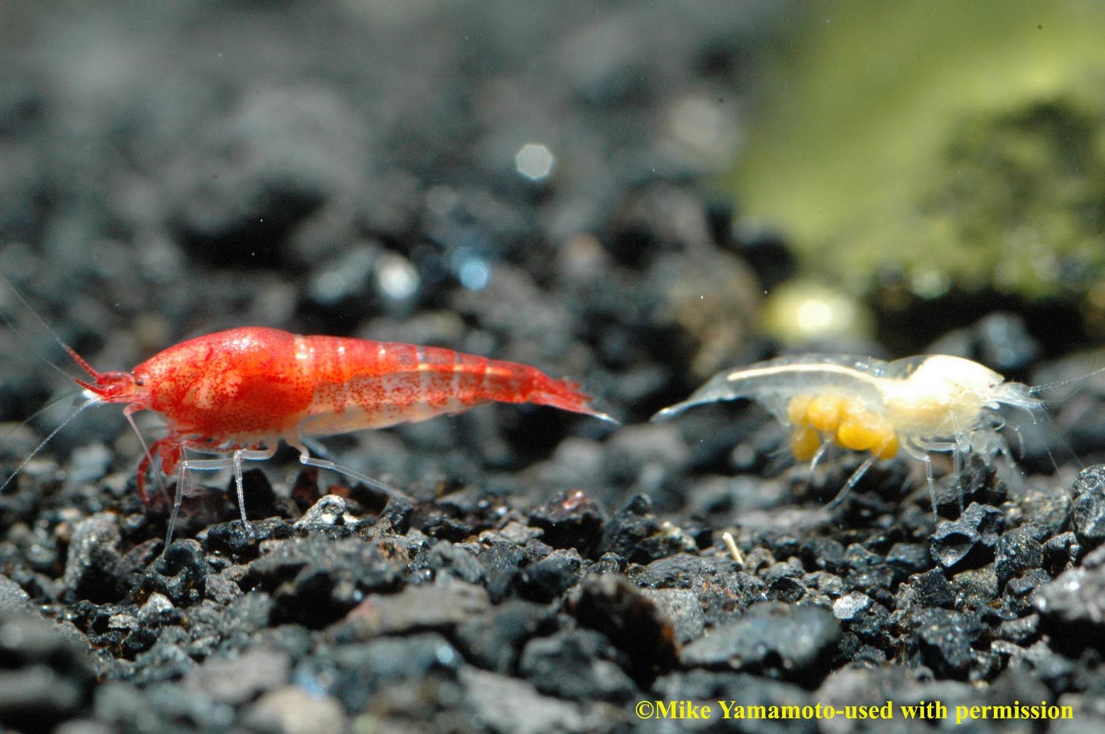 [Halocaridina+rubra+red+and+white+color+morphs+by+Mike+Yamamoto+2007.jpg]