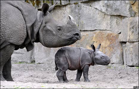 [Baby+rhino.jpg]
