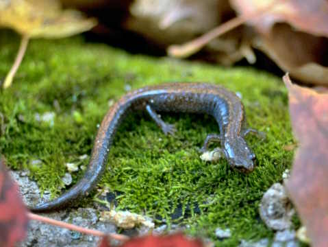 [Salamander.jpg]