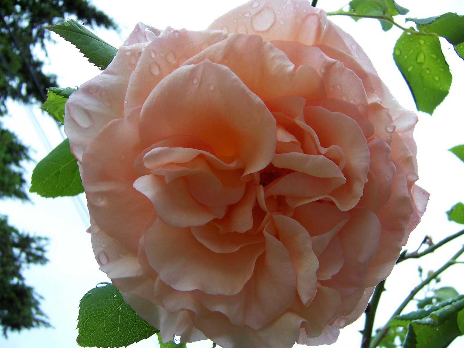 [rain+on+rose.JPG]