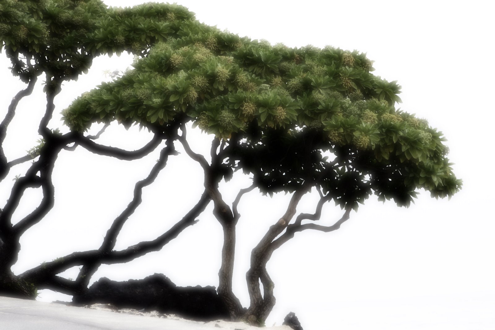 [Hawaii+-+Tree+copy.jpg]