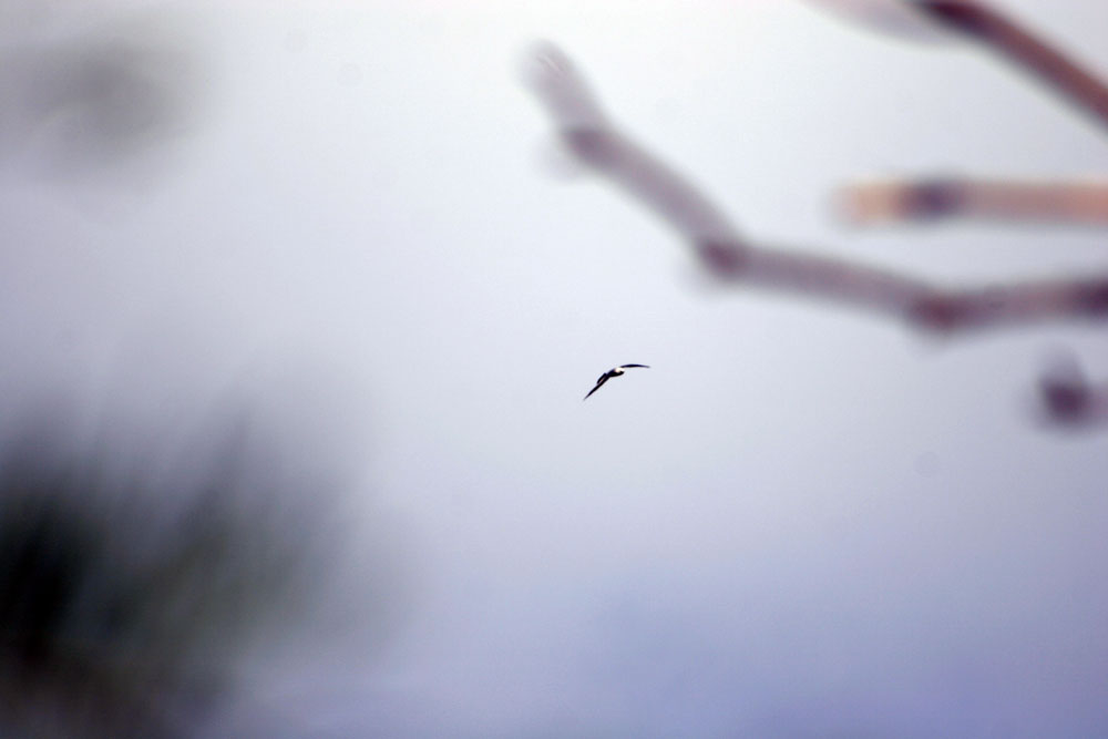 [Kite+Flying.jpg]