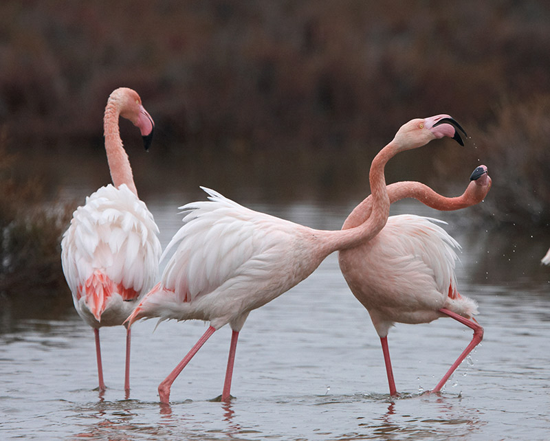 [Flamingo-c.jpg]