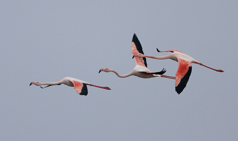 [Flamingo-e.jpg]