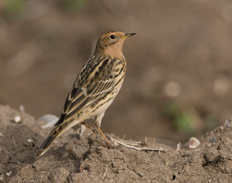 [Red-throated-Pipit20080414_0926.jpg]