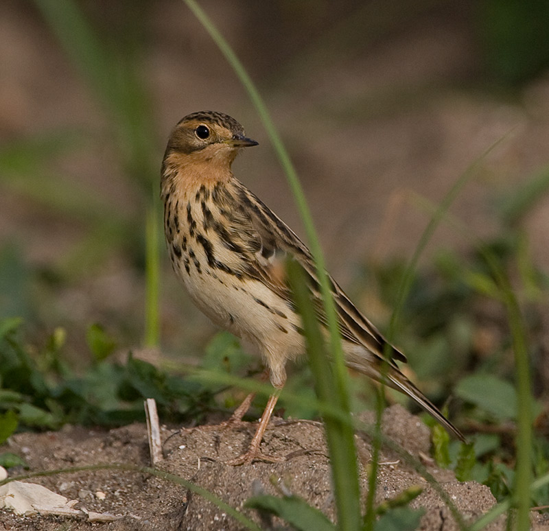 [Red-throated-Pipit20080414_0905.jpg]