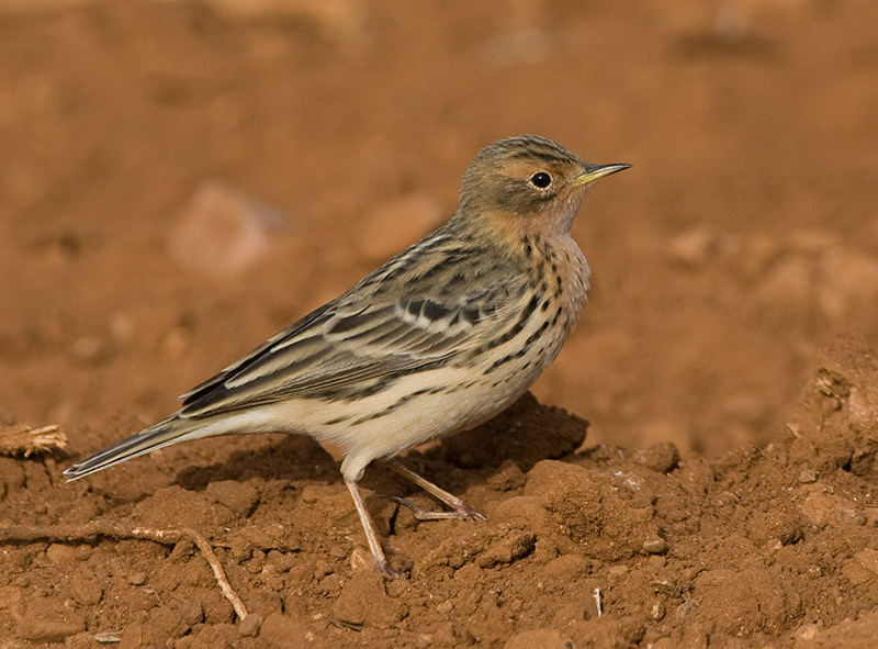 [Red-throated-Pipit20080415_c.jpg]