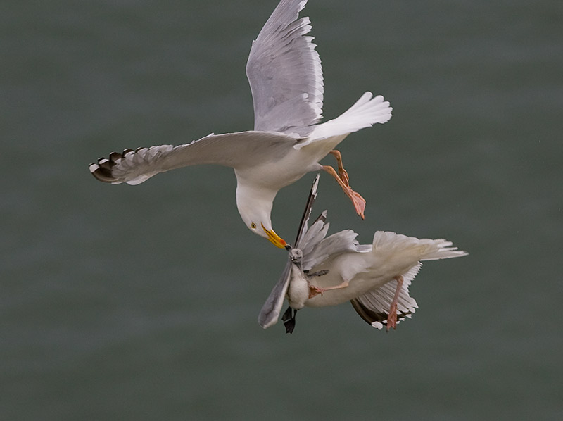 [Herring-Gulls-and-Kittiwake-chick-4.jpg]
