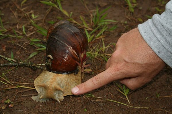[giant-snail-03.jpg]
