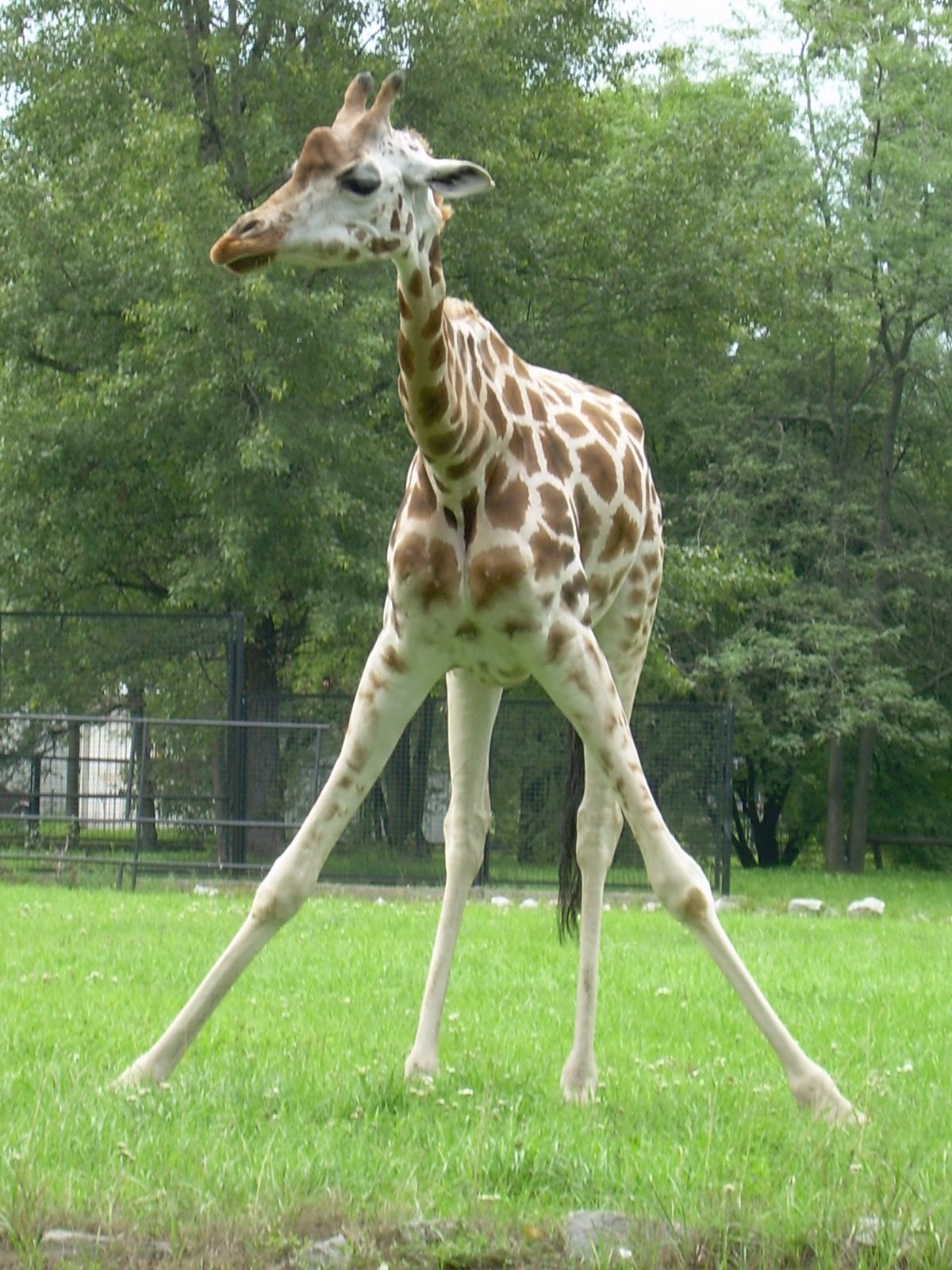 [zoo+giraf+buigend.jpg]