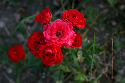 [roses.JPG]