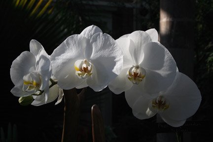[whiteorchids.JPG]