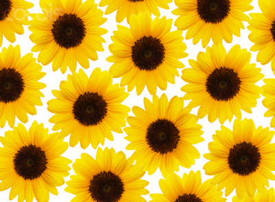 [sunflowers+1.jpg]