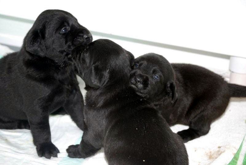 [three+black+puppies.jpg]