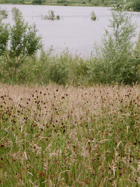 [grasslands+and+wetlands.jpg]