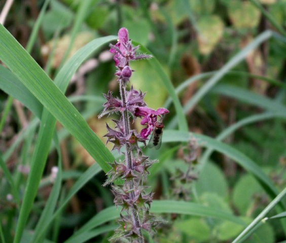 [a31+insects+busy+on+woundwort+1.jpg]