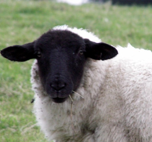 [e2+Shaun+the+Sheep+at+Chatburn.jpg]