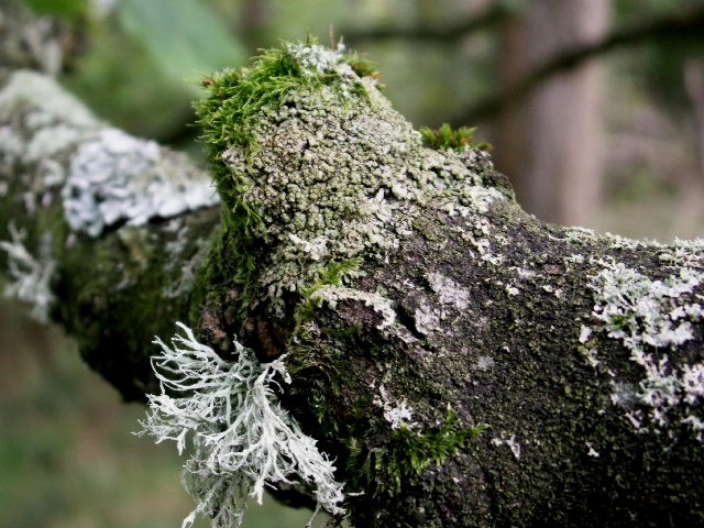 [a14+lichen+and+mosses.jpg]