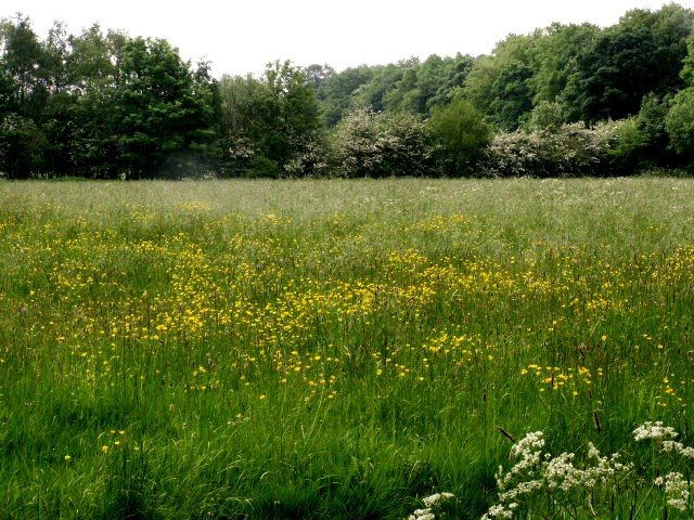 [wildflower+meadows+and+may+blossom+on+Penwortham+bank.jpg]