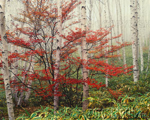[maple-tree-and-birches-~-cb030311.jpg]