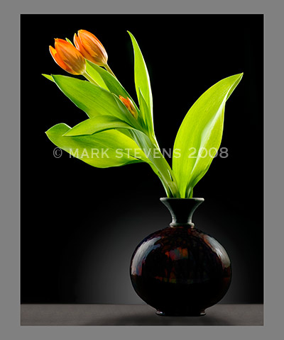 [tulip20x24.jpg]