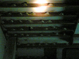 Swiftlet Farm with many nests