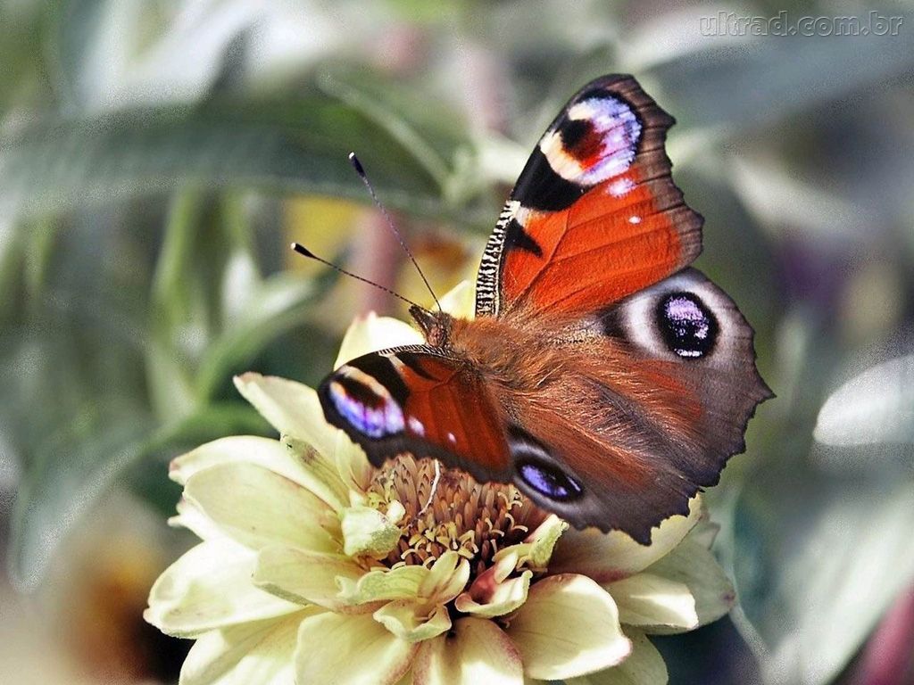 [borboleta+com+olhos.jpg]