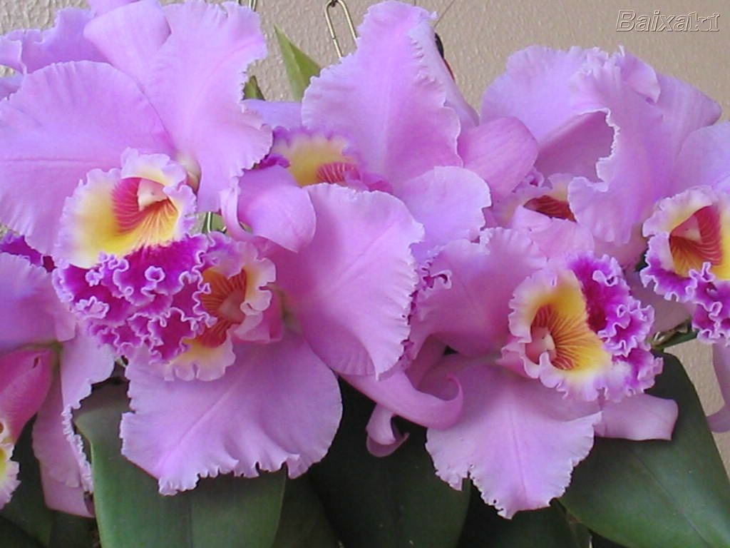 [orquídea+lilás+4.jpg]