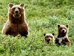 Os ursos - amigos Ursos.