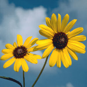 [wild_native_sunflower.jpg]