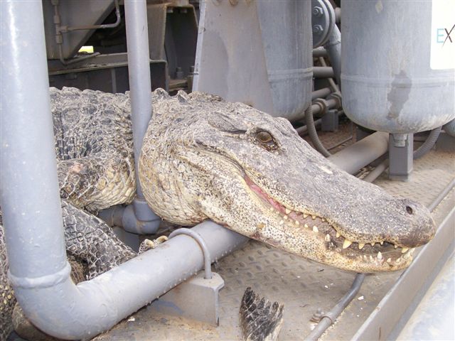 [Alligator4.jpg]