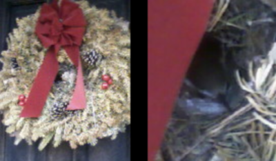 [bird+nesting+in+the+wreath.png]