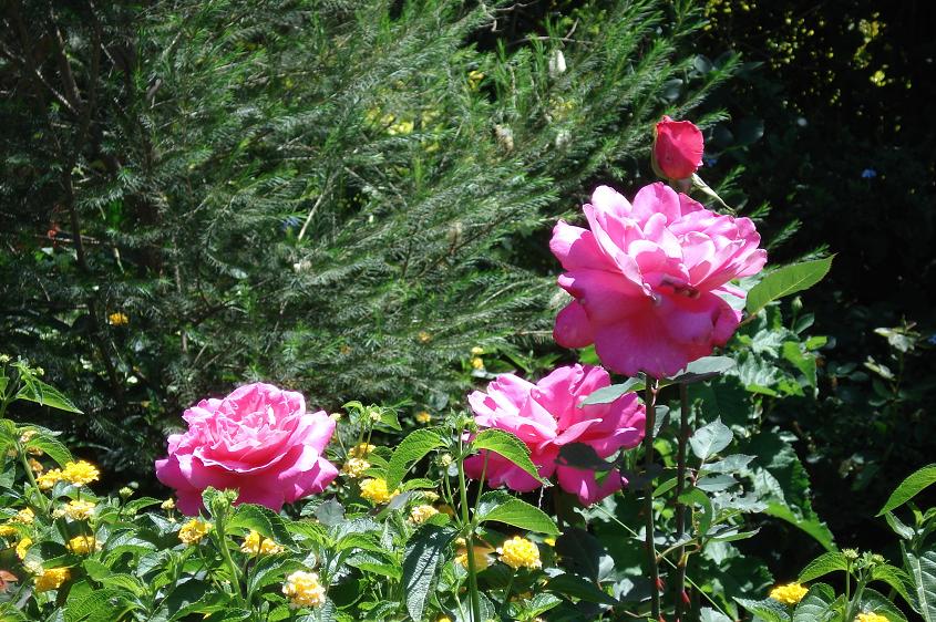 [Flores+-+Rosas+do+jardim.JPG]