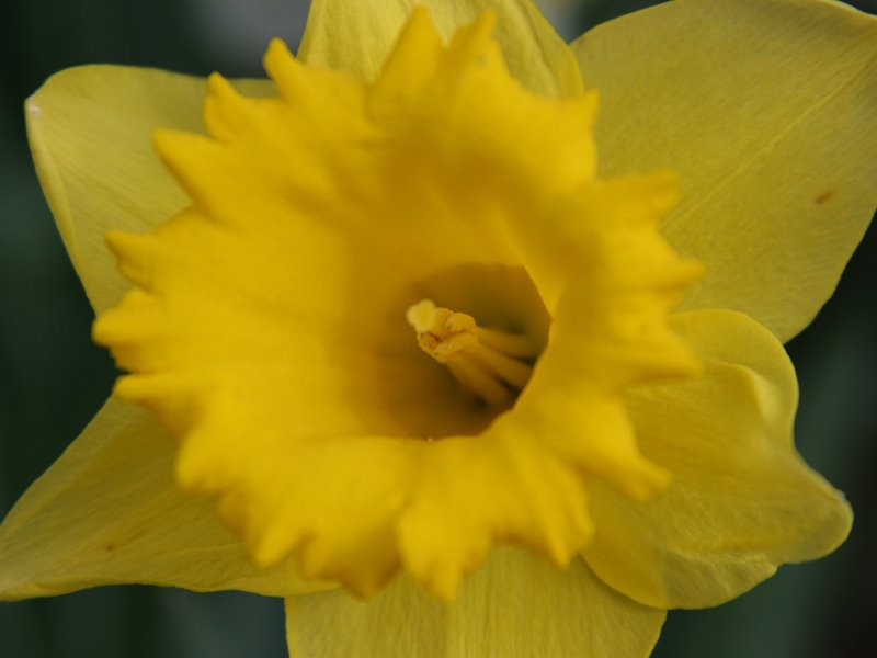 [Daffodil_800x600.jpg]