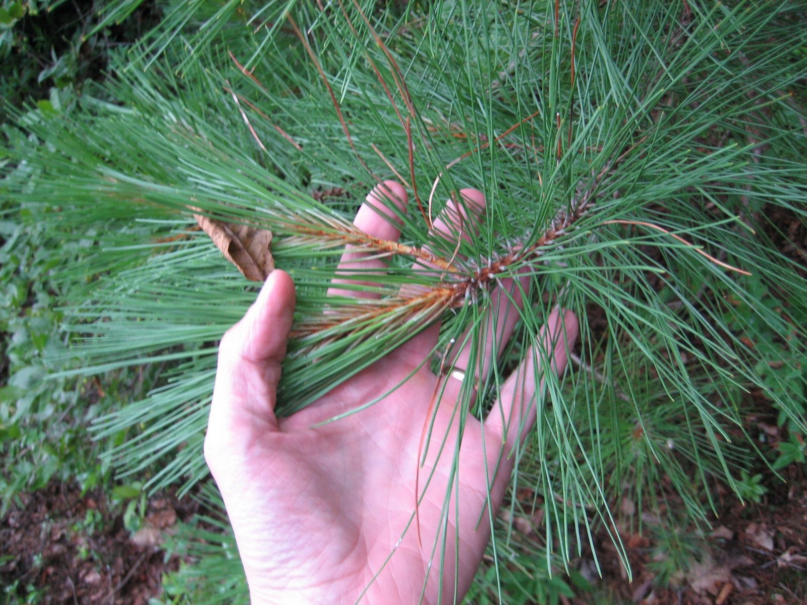 [Red+Pine+in+Hand.jpg]