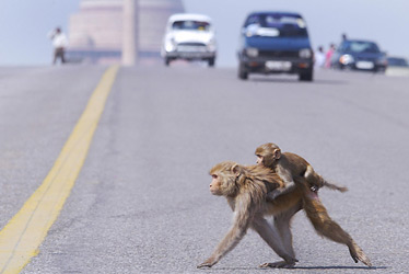 [monkeys+cross+the+road.jpg]