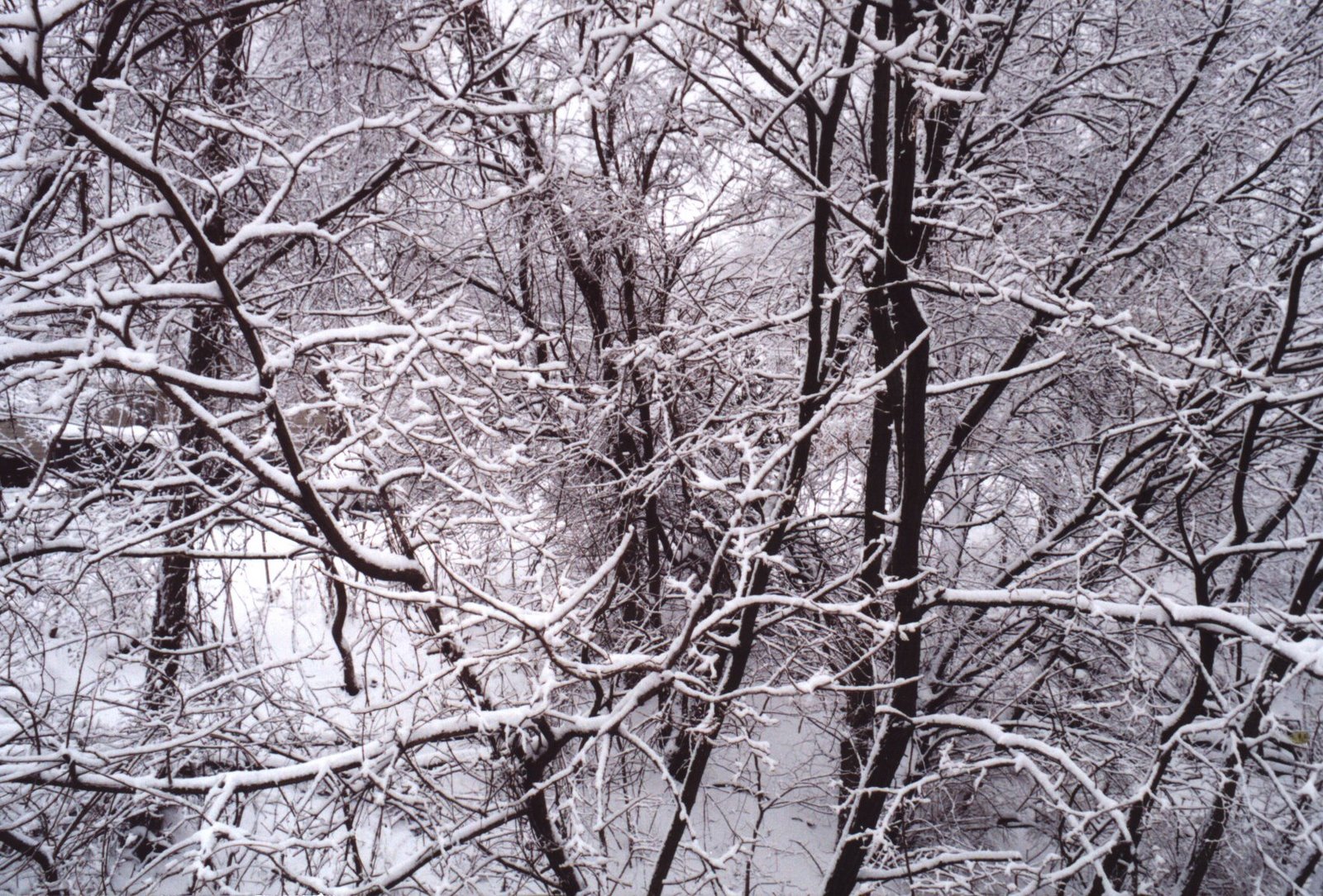[Snow+scene.jpg]