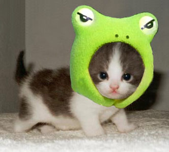[frog-kitty_0_0.jpg]
