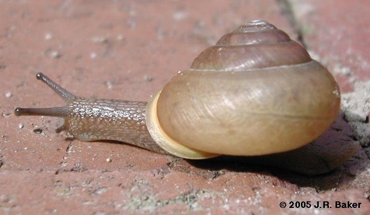 [snail2.bmp]